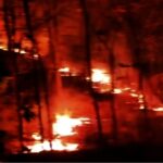 Forest fire at night with orange flames consuming trees among silhouettes of trunks