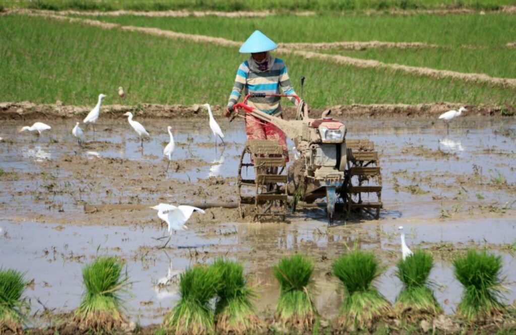 Dok pemkab pekalongan catrawarta Farmer in a blue conical hat plows a flooded rice paddy with a small tractor while white wading birds stand in the water