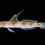 Peneliti BRIN Temukan Spesies Baru Ikan Gobi Udang di Perairan Banyuwangi
