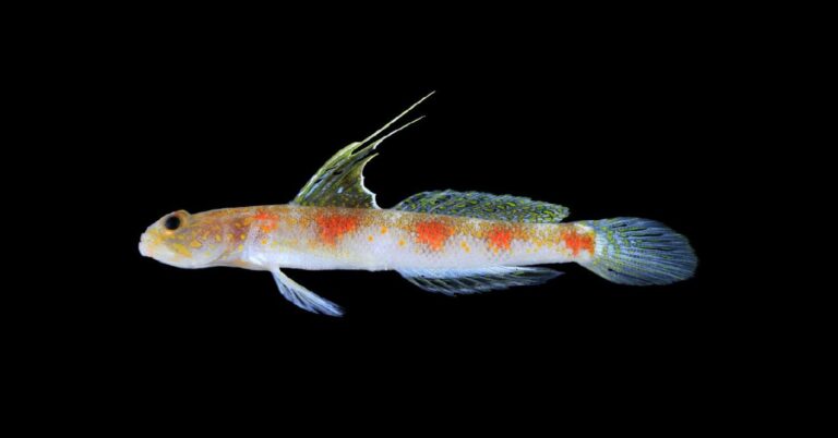 Colorful tropical fish with orange and yellow spots and blue-green fins swimming left against a black background.