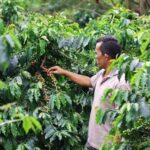 Di tengah perubahan pola hidup masyarakat perdesaan tradisi gotong royong masih menjadi bagian tak terpisahkan dari kehidupan petani kopi di mandailing natal