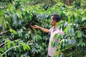 Marsialapari, Tradisi Gotong Royong Petani Kopi Mandailing