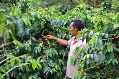 Di tengah perubahan pola hidup masyarakat perdesaan, tradisi gotong royong masih menjadi bagian tak terpisahkan dari kehidupan petani kopi di Mandailing Natal
