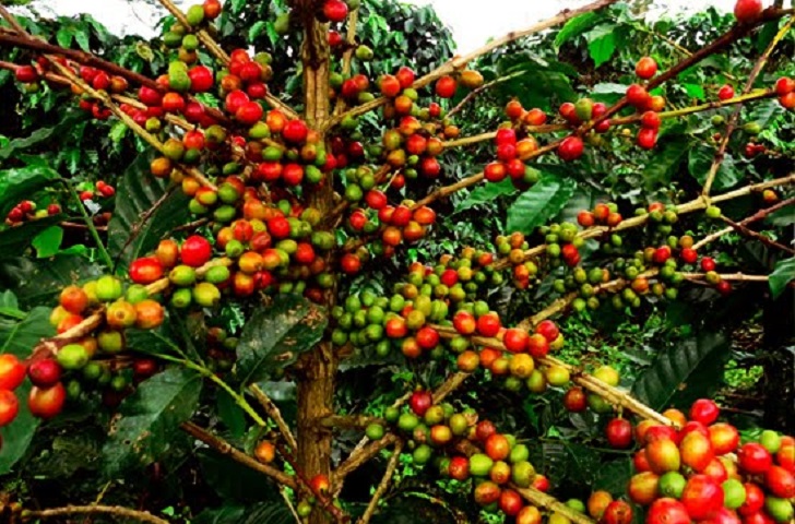 Kopimandailingpakantanmasukdalamkategorilangka catrawarta Coffee plant with branches heavy of ripe red and green coffee cherries ready for harvest