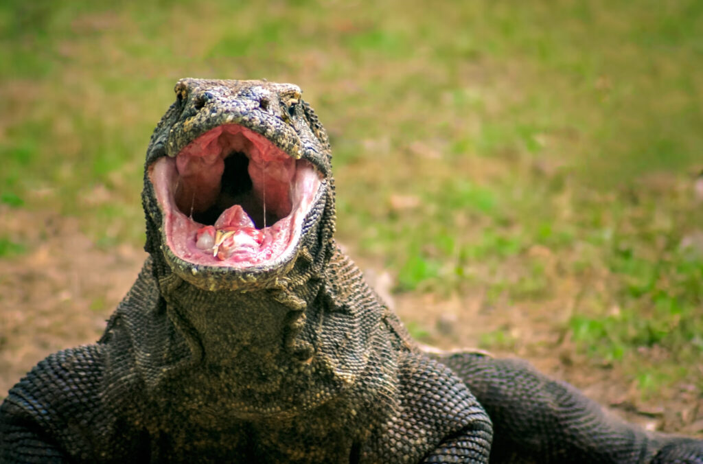 Close up of a large monitor lizard with mouth wide open showing pink interior against a grassy outdoor background