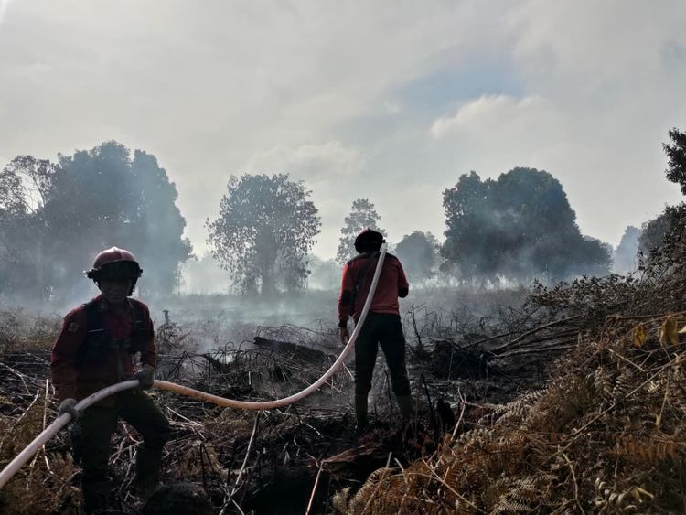 Mediumimg20260217wa000224a5211c22 catrawarta Firefighters in red uniforms fight a brush fire water hose spraying through smoky charred brush with trees in the background