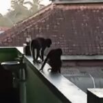 Two monkeys perched on the edge of a metal roof above a green building with a red tiled roof and trees in the background