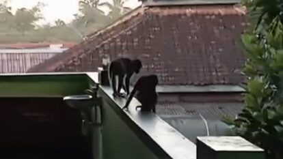 Two monkeys perched on the edge of a metal roof above a green building with a red tiled roof and trees in the background