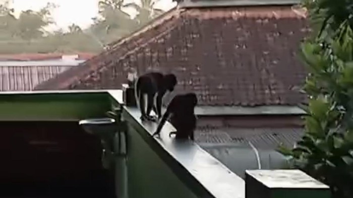 Two monkeys perched on the edge of a metal roof above a green building with a red tiled roof and trees in the background