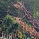 Kebun binatang surabaya yang telah lama disorot media asing dan kini terbukti memiliki manajemen operasional yang buruk