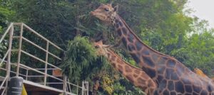 Kebun Binatang Surabaya yang Lama Jadi Sorotan Media Asing