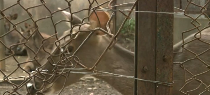 Dog behind a rusty chain link fence with barbed wire visible through the enclosure barrier