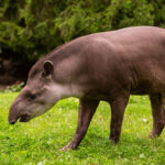 Tapir jadi satwa yang dilindungi negara karena terancam punah di seluruh dunia