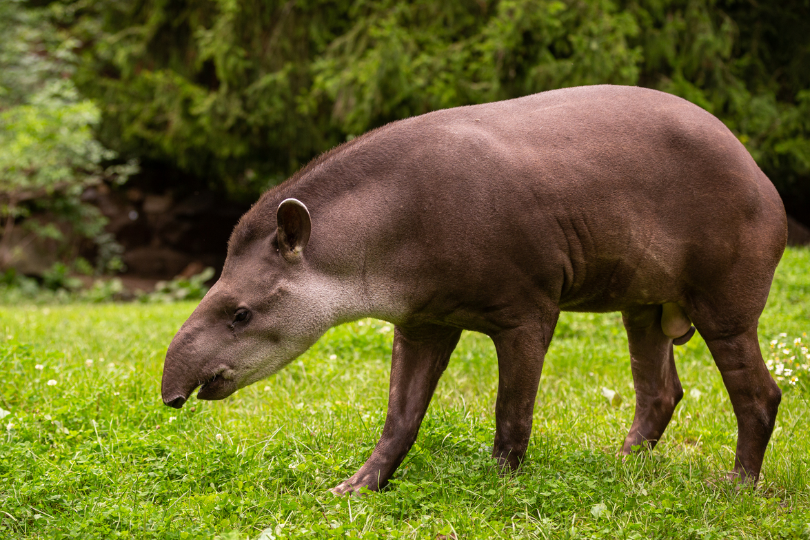 Tapir jadi satwa yang dilindungi negara karena terancam punah di seluruh dunia catrawarta Tapir jadi satwa yang dilindungi negara karena terancam punah di seluruh dunia